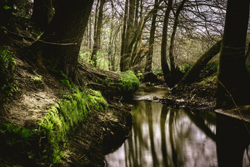 The green Forest