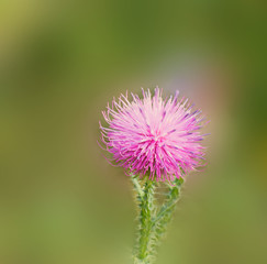 Flowering thistle close up in the soft light . Bokeh  green background. Floral  thistle background pattern