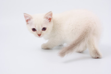 Kittens of British breed on a white background.