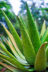 Aloe plant close up