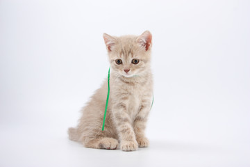 Fototapeta premium Kittens of British breed on a white background.