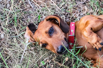 A cute dachshund lying on its back down on outside in summer