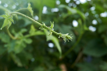 There were drops of dew on the grass.