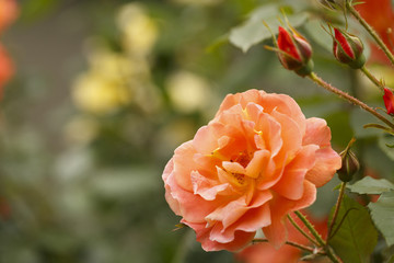 Orange rose in spring, Colorful photo of orange roses with green background, Selective focus with very shallow depth of field