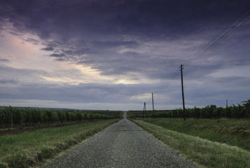 Old asphalt road through the vineyards in spring