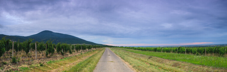 Fototapeta na wymiar Old asphalt road through the vineyards in spring