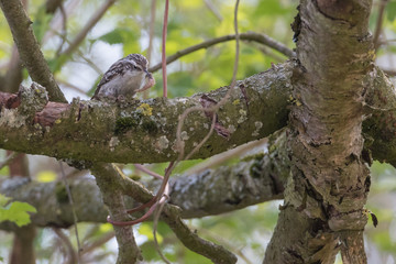 Waldbaumläufer mit Raupe