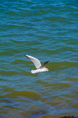 Fototapeta na wymiar Seagull Bird on Sea Muscat, Oman