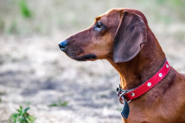 A hunting dachshund dog sitting on a glade in summer. Portrait of a dog in profile