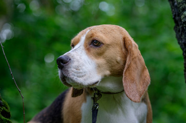 Beagle on a walk in a summer forest after a rain