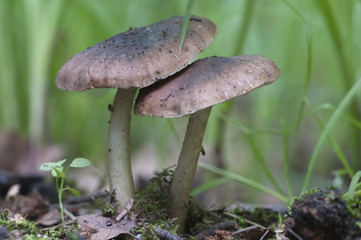 Deer Mushroom (Pluteus cervinus)