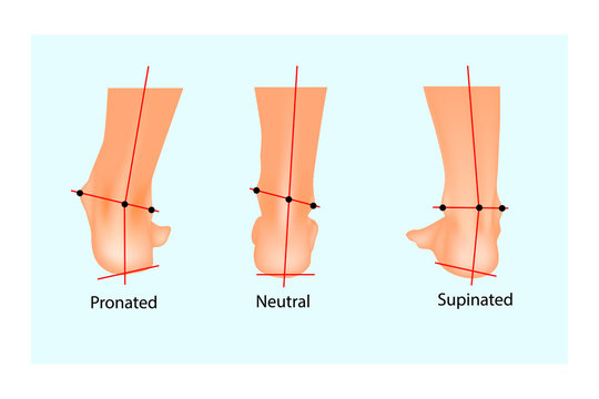 Supination Images – Browse 1,235 Stock Photos, Vectors, and Video
