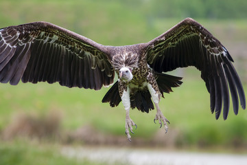 Ruppells griffon vulture flying. Close up of scavenger bird in flight.