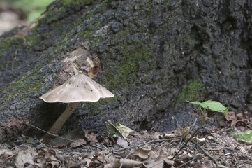 Deer Mushroom (Pluteus cervinus)