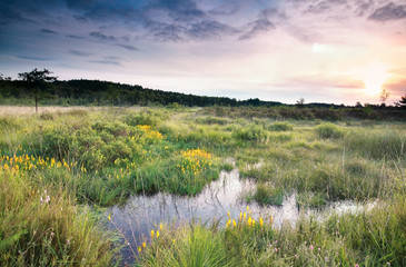 Fototapeta na wymiar sunrise over swamp with bog asphodel flowers