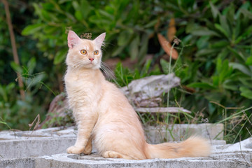 Portrait of yellow cat in the garden