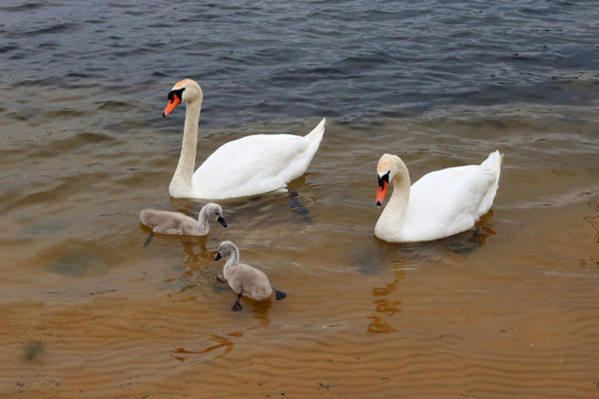 Male and female white swans raise their newborn chicks in cold european lake.