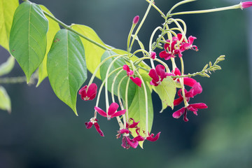 Combretum indicum, also known as the Chinese honeysuckle or Rangoon creeper, is a vine with red flower clusters and is found in Asia