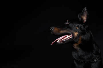 Beauceron dog head with tongue out, side view