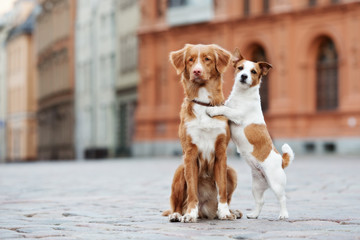 two adorable dogs posing on the street