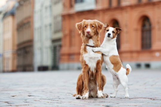 Two dogs hugging 2025