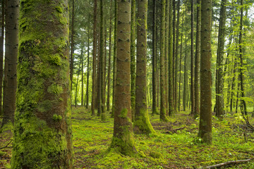 Fototapeta na wymiar Paysage de forêt