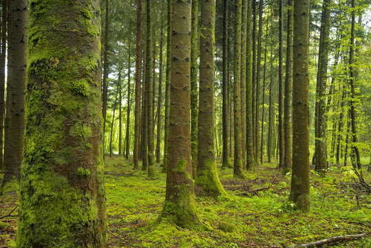 Paysage de forêt © Efel