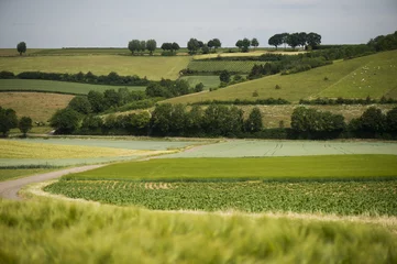 Fototapeten agrarisch landschap in zuid-limburg © twanwiermans