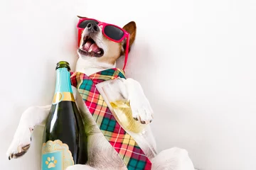 Printed roller blinds Crazy dog drunk hangover  dog