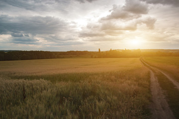 Fototapeta premium Wheat field landscape in the summer evening.