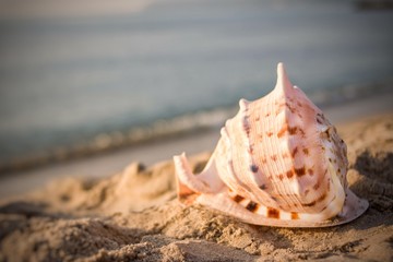 Fototapeta na wymiar Sea snail on the beach and the Black Sea background