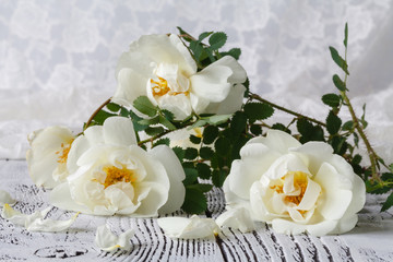 Obraz na płótnie Canvas bouquet of beautiful wild roses on white background