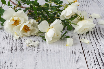 English roses lay on a white lace.