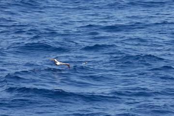 Fototapeta na wymiar Masked booby hunting for a flying fish on the Arabian Sea