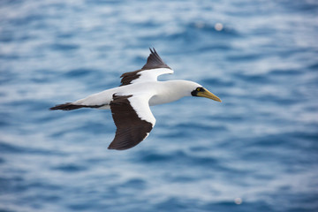 Fototapeta na wymiar Masked booby passing by at close distance. Selective focus on the body of the bird