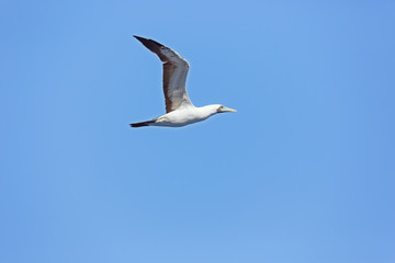 Fototapeta na wymiar Masked booby passing over head at close distance