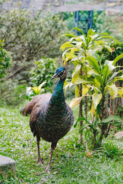 Indian female peacock, peafowl, peahen bird breed walking on the grass and looking at the camera, Kuala Lumpur Bird Park, Kuala Lumpur, Malaysia.