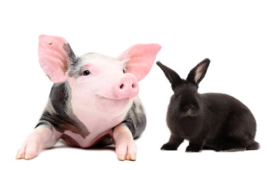 Portrait of a funny little pig and  black rabbit, isolated on a white background