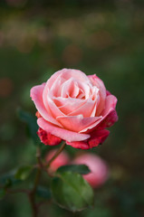 Pink rose - single pink rose.