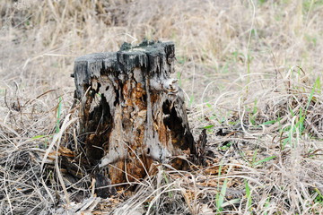 Old stump in the forest on a cloudy day
