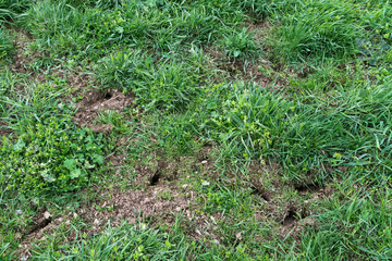 Bodenschäden durch die Wühlmaus