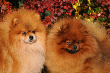 Portrait of two pomeranian dogs