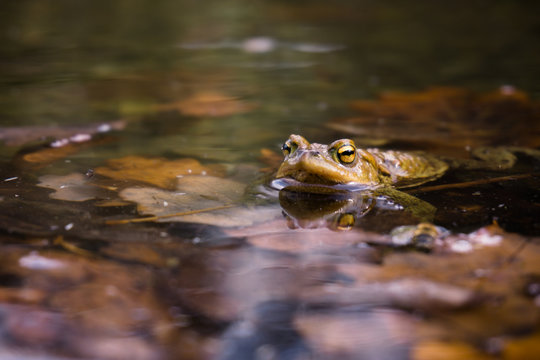 Erdkröte im Teich