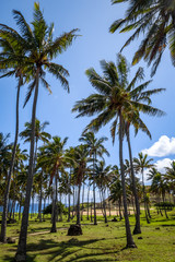 Fototapeta premium Anakena palm beach and Moais statues site ahu Nao Nao, easter island