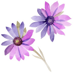 Wildflower immortelle flower in a watercolor style isolated. Full name of the plant: immortelle. Aquarelle wild flower for background, texture, wrapper pattern, frame or border.