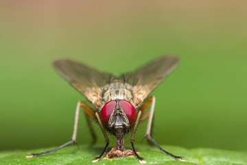 Fly