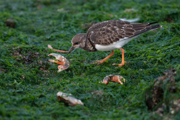 Redshank on the Beach in Westkapelle