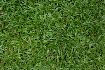 Lawn,Greensward.