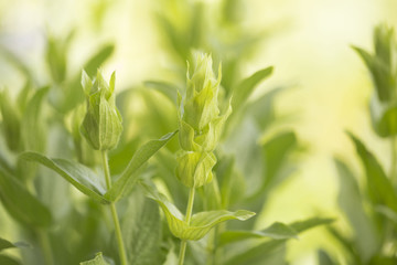 tea from epirus Ioannina greece on the mountain