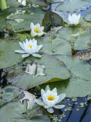 Flowering water lilies in a pond. 